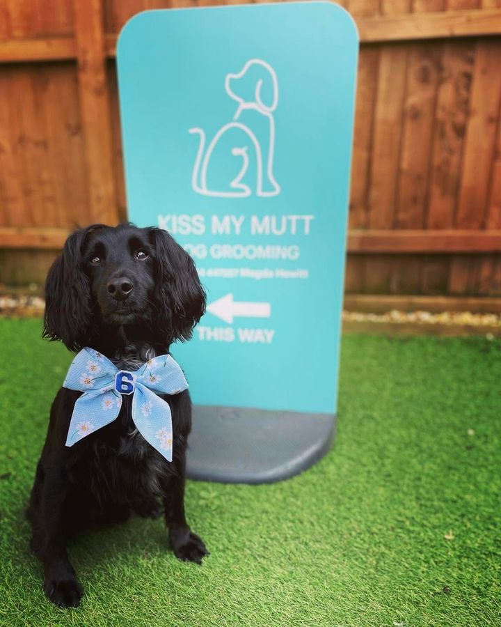 Black cocker spaniel in a blue bow beside the turquoise 'this way' A-board sign at Kiss My Mutt, Stone