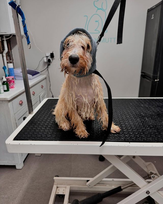 Wet sandy-coloured dog in a towel hood on the grooming table after a bath at Kiss My Mutt, Stone